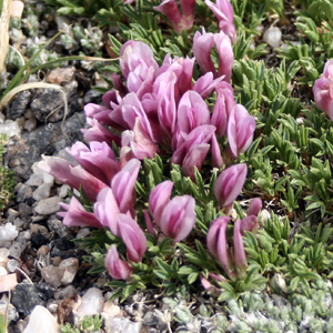 Dwarf Clover (Trifolium nanum) 矮種三葉草    Bloom time: June to August (開花時間: 6-8月) Bloom description: Pink, pea-shaped (粉色，碗豆狀） Height: 0.02m (高度0.02米) Common name (俗稱): Tundra clover (苔原三葉草)  Photo: From Rocky Mountain, USA (美國落磯山脈)